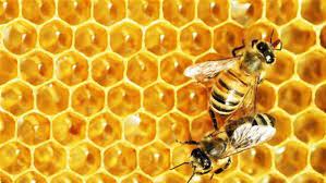 العسل النحل في المنام