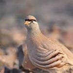 الصفرد فی المنام