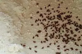 سوسة فی المنام