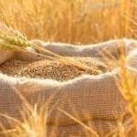 القمح فی المنام