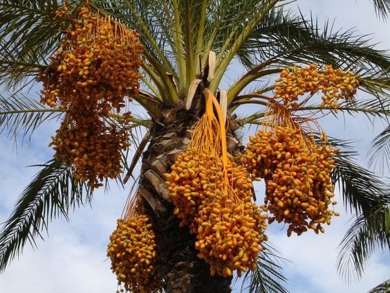 القنو فی المنام