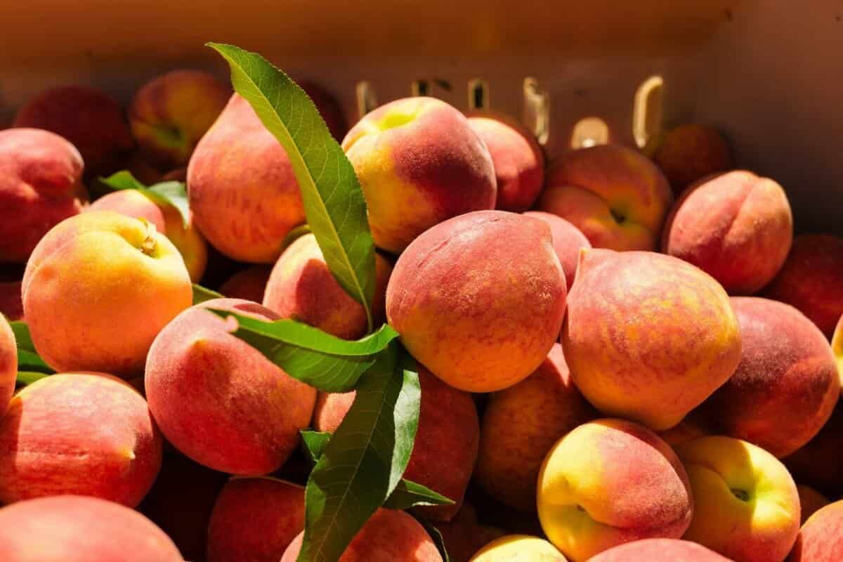 دراق فی المنام
