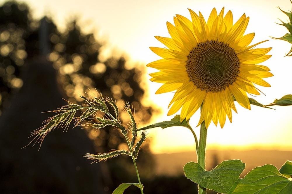 دوار فی المنام