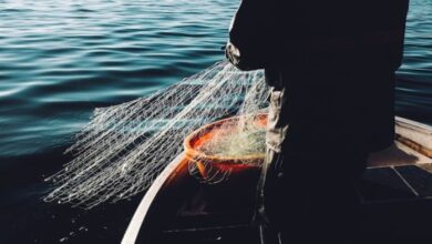 شبكة صيد سمك فی المنام