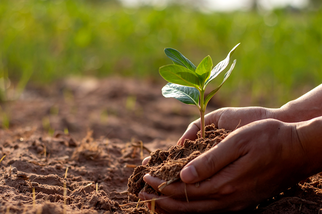 الزرع في المنام معنى الحلم لابن سيرين