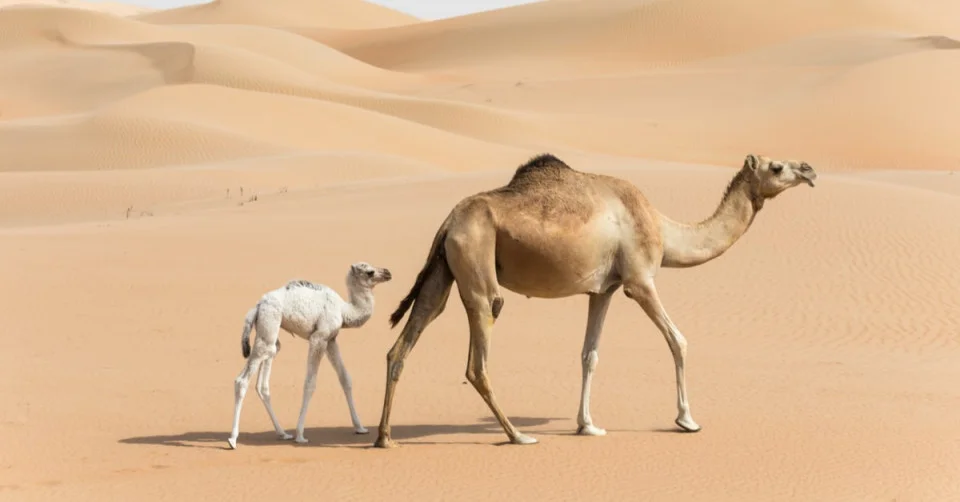 ملك جمالاً فی المنام