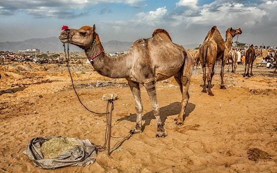 مناخ الإبل فی المنام
