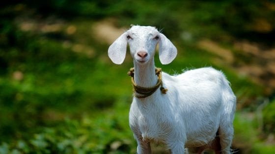 معزى فی المنام